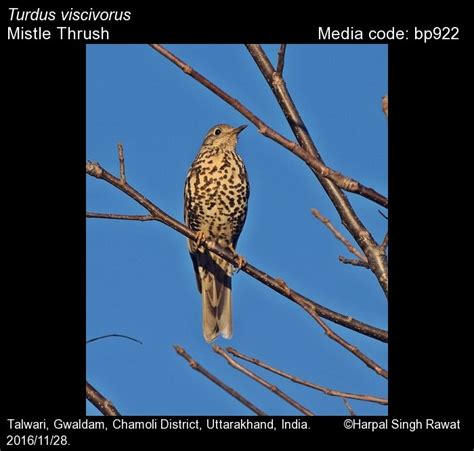 Turdus Viscivorus Linnaeus 1758 Mistle Thrush Birds