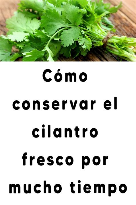 C Mo Conservar El Cilantro Fresco Por Mucho Tiempo Cilantro