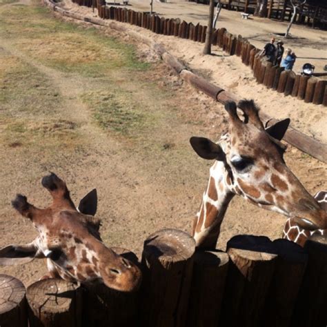 Giraffe feeding time at world wildlife zoo! | Giraffe feeding, Giraffe, Wildlife