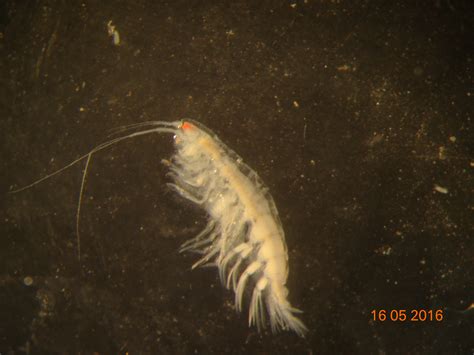 What is the genus of this Amphipoda