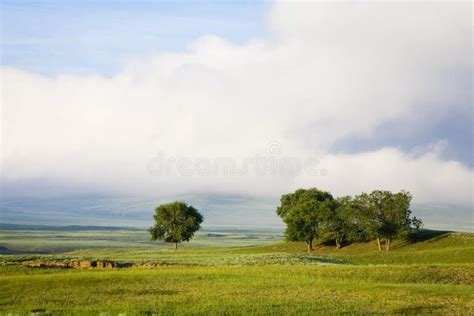 Trees in grassland stock photo. Image of landscape, green - 8478658