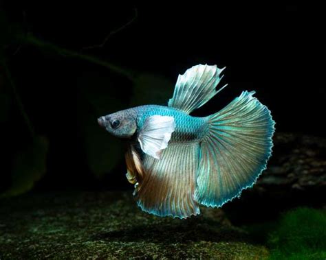 Kampffisch M Nnlich Dumbo Ear Plakat Lg Xl Betta Splendens