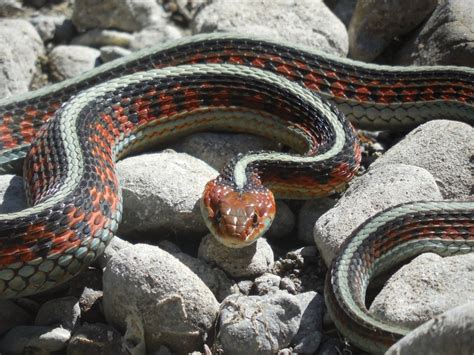 California red-sided Garter Snake – Mendonoma Sightings