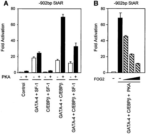 Transcriptional Cooperation Between Gata And C Ebp Is Pka Dependent