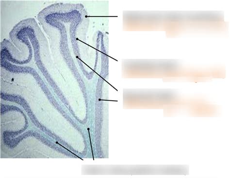 class 29 - cerebellar cortex layers diagram Diagram | Quizlet