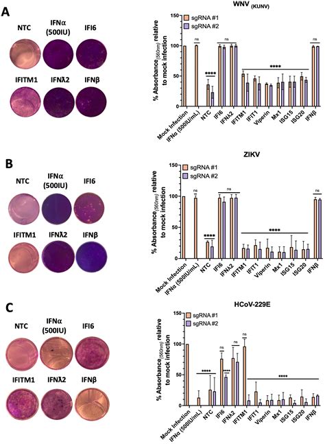 CRISPR activation as a platform to identify interferon stimulated genes ... 