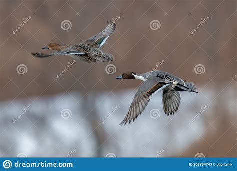 Northern Pintail Pair In Flight Stock Image Image Of Outdoor