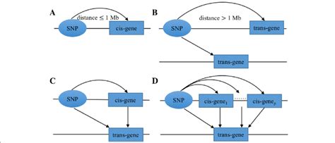 Graphical Representation Of Eqtls A Cis Eqtl B Trans Eqtl C Mediated Download Scientific