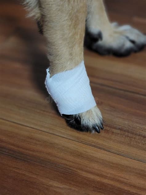 Dog Injured Pad Stock Photos Free And Royalty Free Stock Photos From