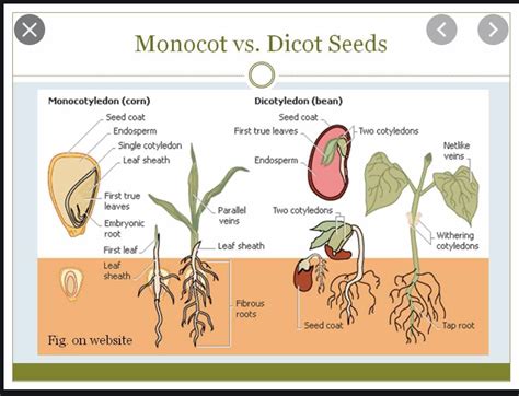 Plants Diagram Quizlet