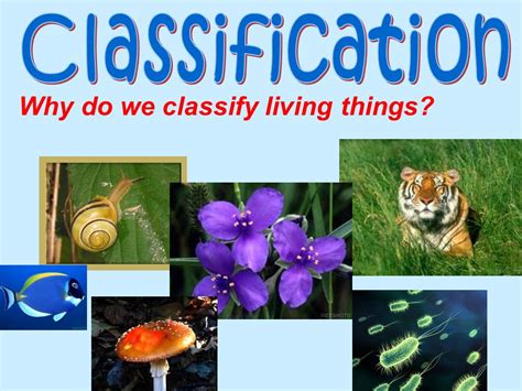 SC 7 L 15 2 Analyze And Describe How And Why Organisms Are Classified