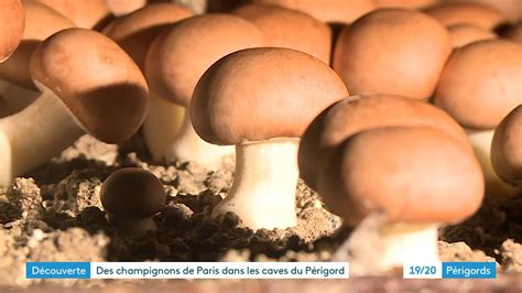 Des Champignons De Paris Dans Les Caves Du P Rigord Youtube