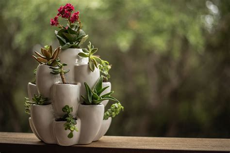 Cacti Pot Ceramic Succulent Planter