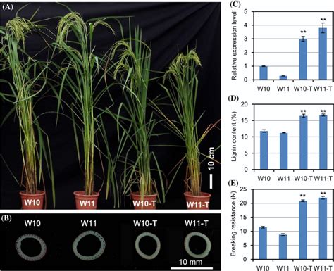 Effects Of Overexpressing OsPEX1 On Rice Lodging Resistance A