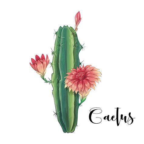 Cactus In Desert Vector And Illustration Hand Drawn Style Isolated On