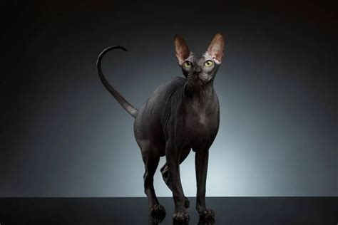 6 Things You Didn't Know About Sphynx Cats - The Catington Post