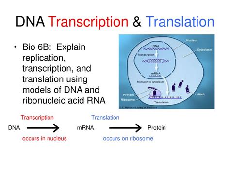 Transcription And Translation Chart