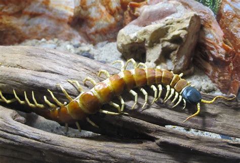 Giant centipede,peruvian,amazonian,insect,scolopendra gigantea - free image from needpix.com