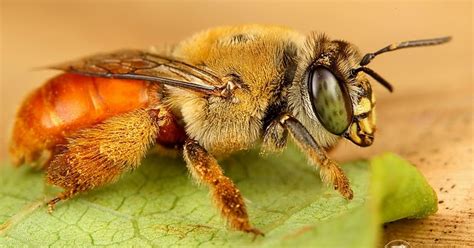variety  life apidae