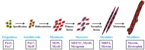 Lecture 7: Myogenesis and Regeneration Flashcards | Quizlet