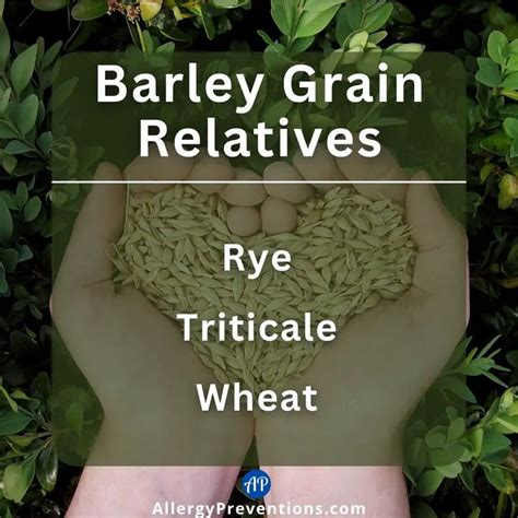 12 Barley Allergy Foods to Avoid - Allergy Preventions