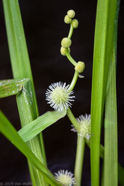 Common Bur Reed Sparganium Emersum Van Waffle Flickr