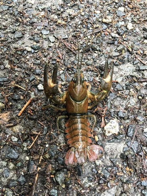 Signal Crayfish - Bowen Island Conservancy