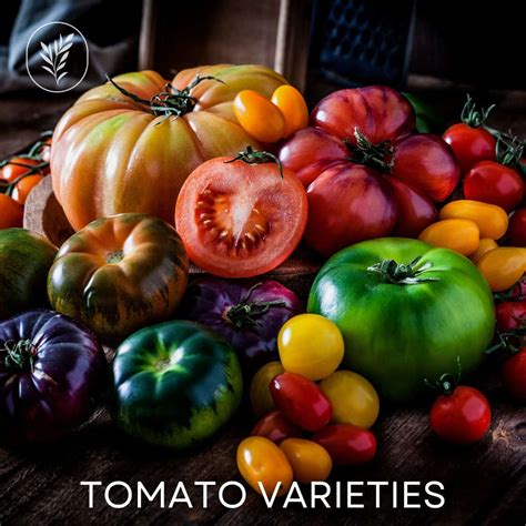 50+ BEST tomato varieties 🍅 🌿 plus 1000+ rare cultivars