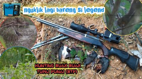 Blusukan Lagi Hunting Ruak Ruak Tupai Punai Bareng Sharp Tiger Uklik