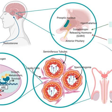 Sipuleucel T mechanism of action. | Download Scientific Diagram