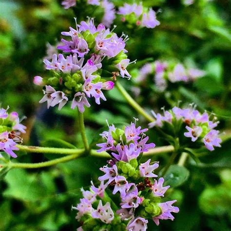 Oregano Flowers: Top 5 Benefits You Need to Know