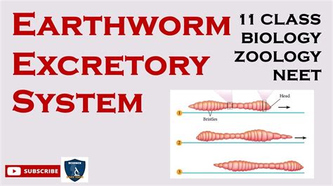 Earthworm Excretory System Organ And Organ Systems In Animals I