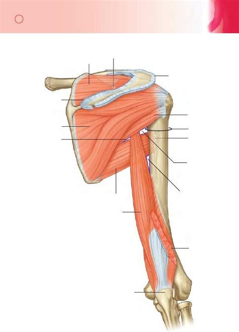 Miembro Superior Flashcards Gray Anatom A Para Estudiantes Anatom A