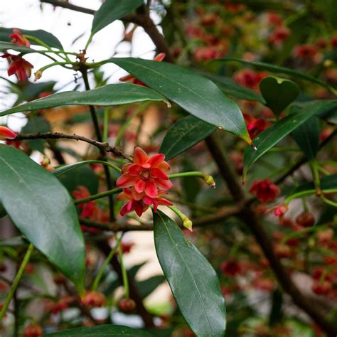 Henry S Anise Charleston Parks Conservancy