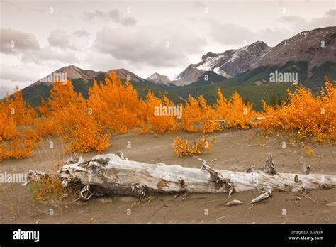 Sand Dunes In Jasper Lake Jasper National Park Alberta Canada Stock