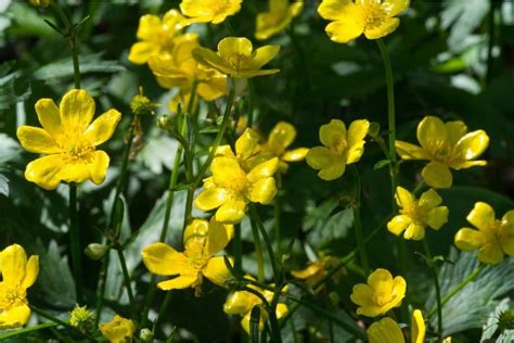 Ranunculus Flowers Buttercup Varieties How To Grow And Care Florgeous