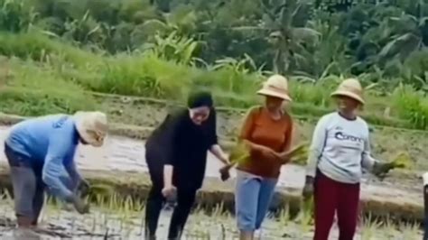 Video Puan Maharani Tanam Padi Viral Di Medsos Berita Pojok