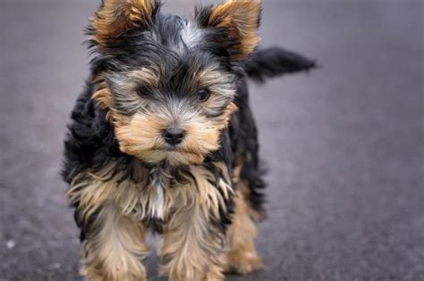 Yorkshire Terrier Names - Male And Female - +140!