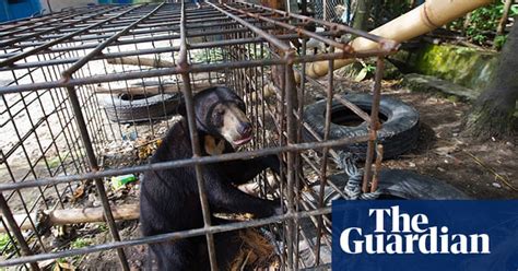 A tour round an endangered wildlife market in Indonesia – in pictures ...