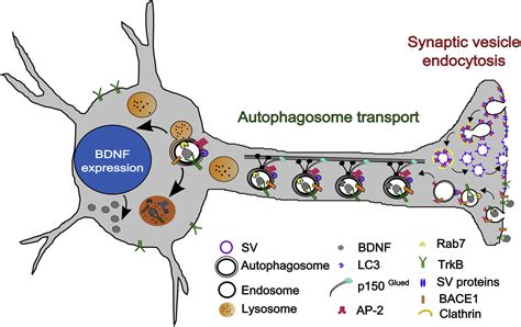 Neuronal Functions Of Clathrin Associated Endocytic Sorting Adaptors