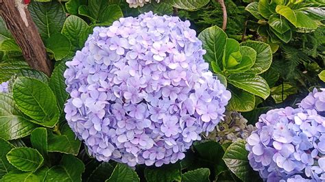 Hydrangea Flowers Nature Free Photo On Pixabay Pixabay