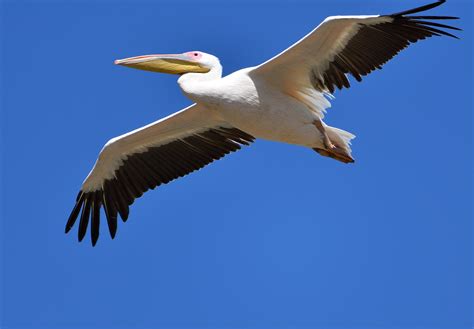 Great White Pelican By Wally Harris Birdguides