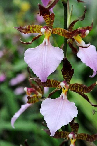 Rhynchostele Bictoniensis Grown By Orchideen Holm Flickr