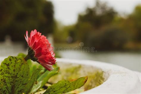 Pink Flowers In A Flower Bed Close Up Spring Flowering Stock Photo