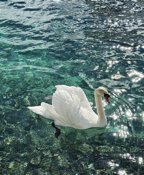 A White Swan Floating On Top Of A Body Of Water