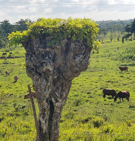 La Ceiba- Dominican Republic – 100CountryTrek.com