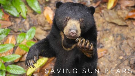 Saving Sun Bears Rescue And Rehabilitation At The Bornean Sun Bear