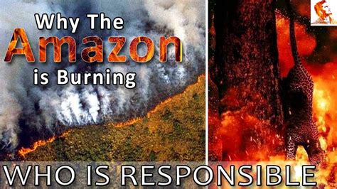 Amazon Rain Forest Fire Unknown Facts About The Amazon Forest Tamil