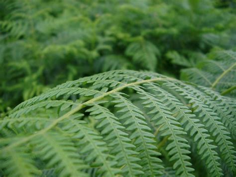 Free Image Of Lush Green Fern Frond