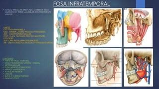 Regiones Parotidea Temporal Fosa Infratemporal Pptx